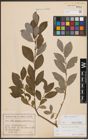 Foto von Salix cinerea L.